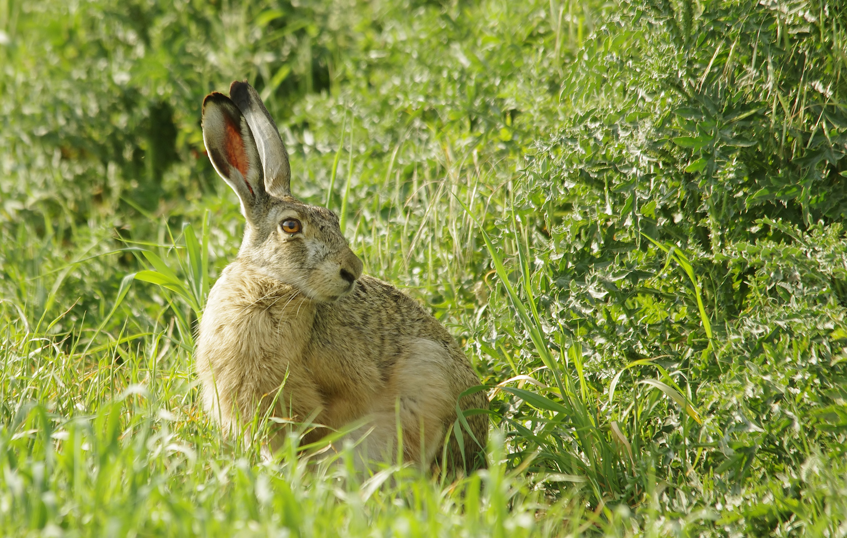 Frohe Ostern Euch allen !