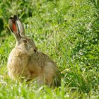 Frohe Ostern Euch allen !