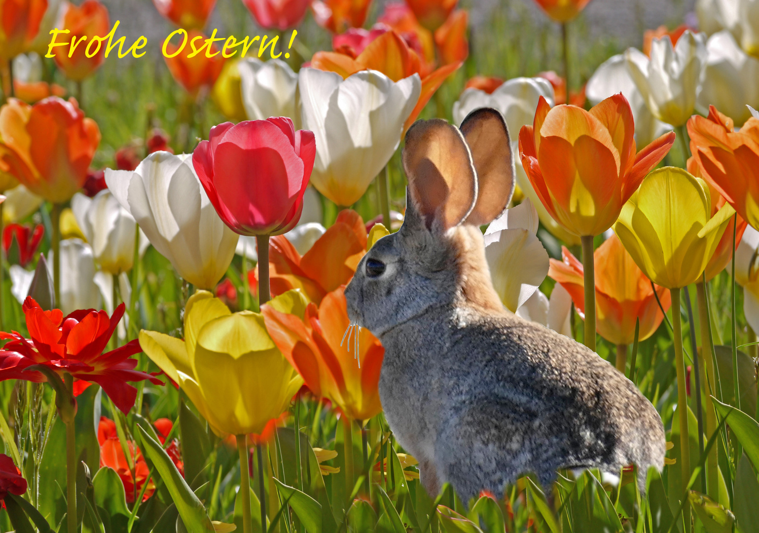 Frohe Ostern Euch allen