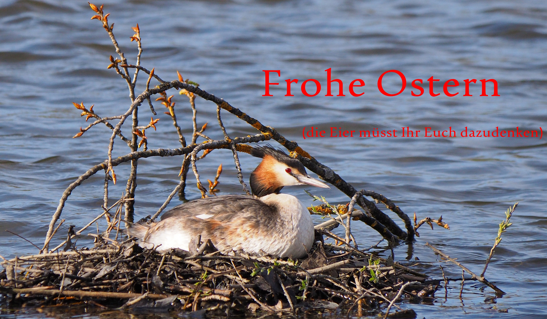 Frohe Ostern Euch allen Foto & Bild natur, tiere, vögel Bilder auf