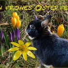 Frohe Ostern