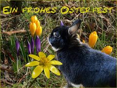 Frohe Ostern