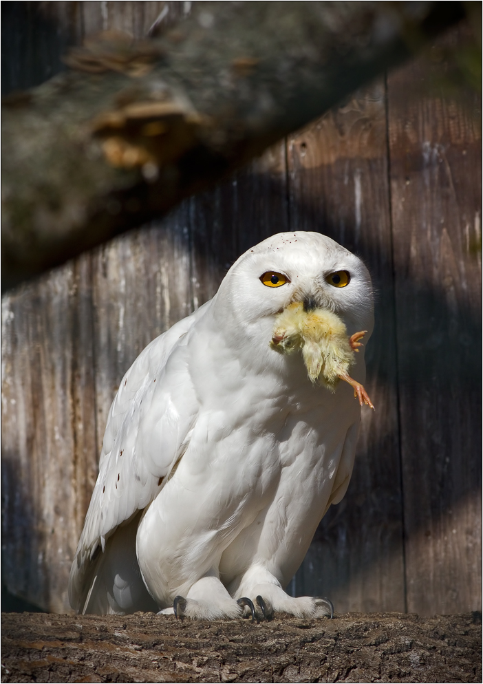 Frohe Ostern