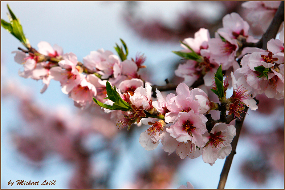 frohe Ostern