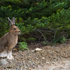 Frohe Ostern