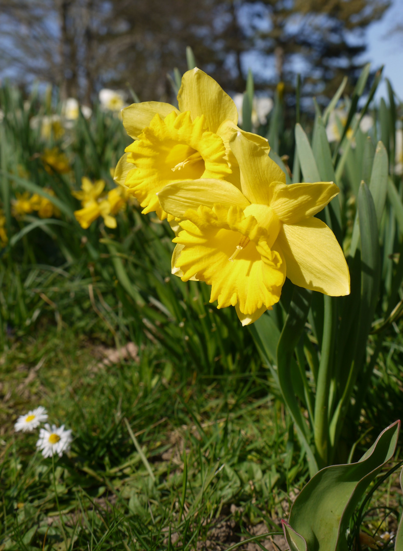 Frohe Ostern