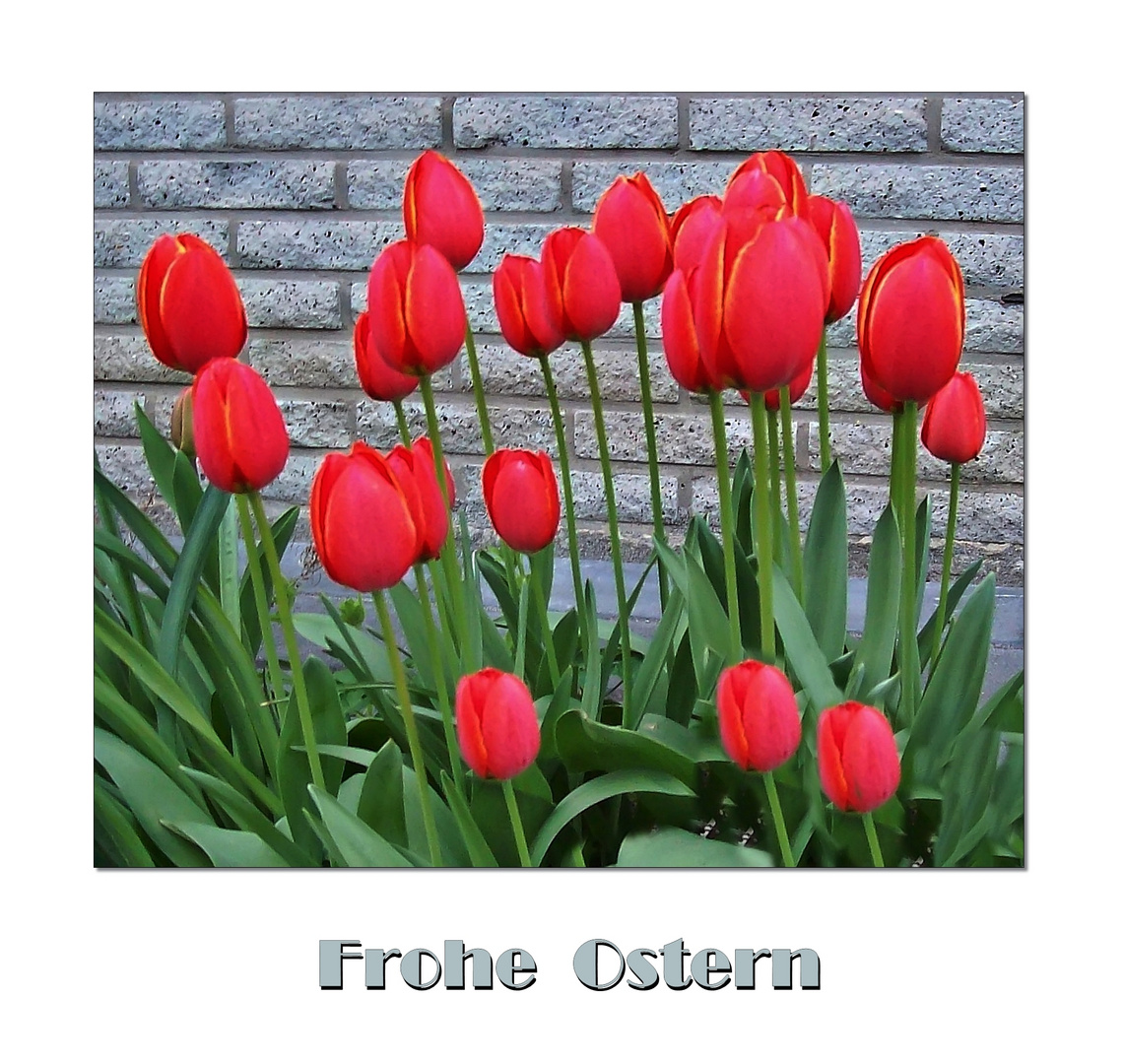 °° Frohe Ostern °°