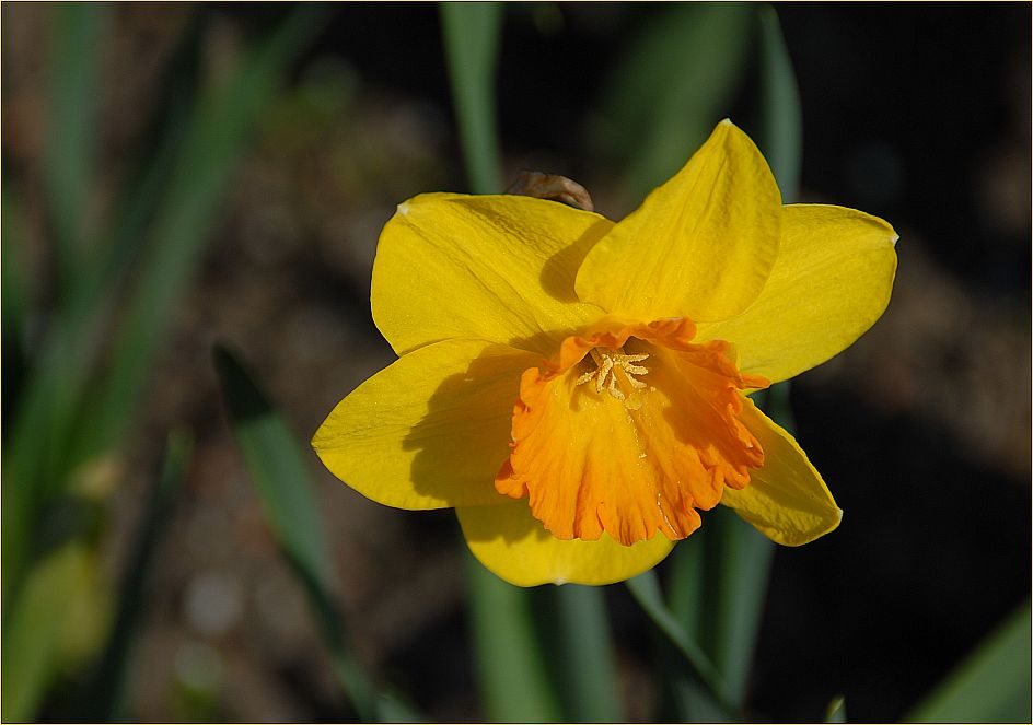 FROHE OSTERN !