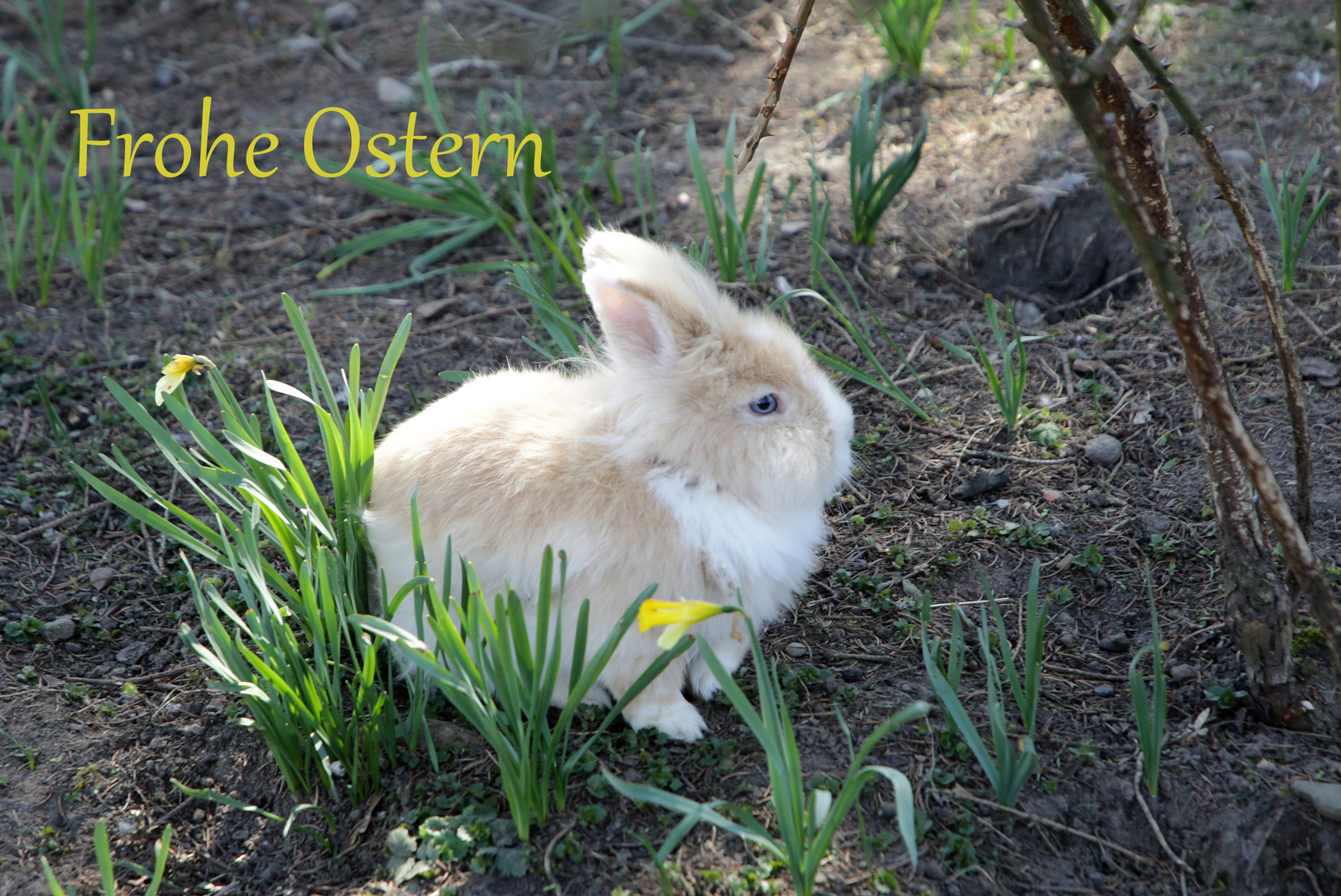 Frohe Ostern