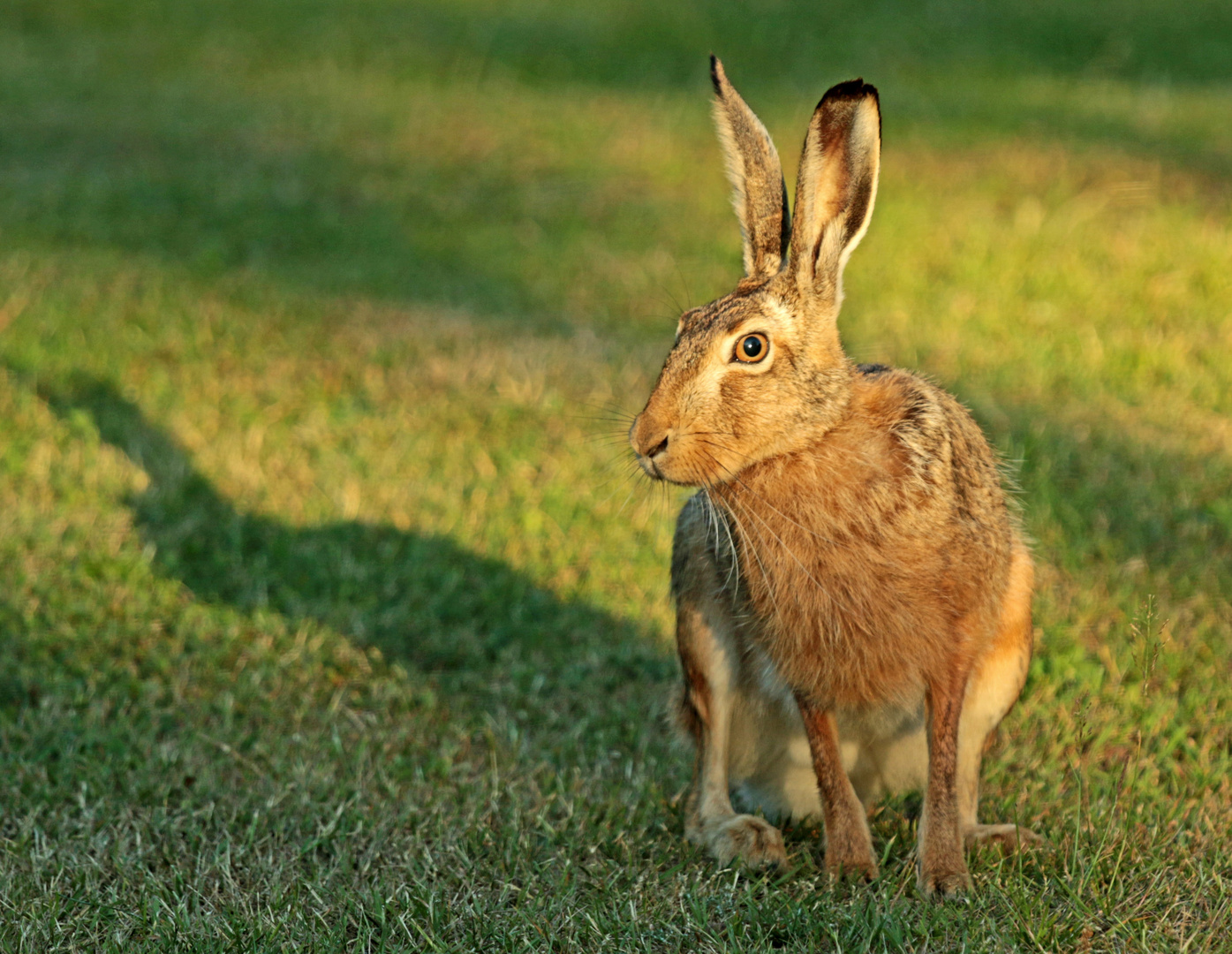 Frohe Ostern...