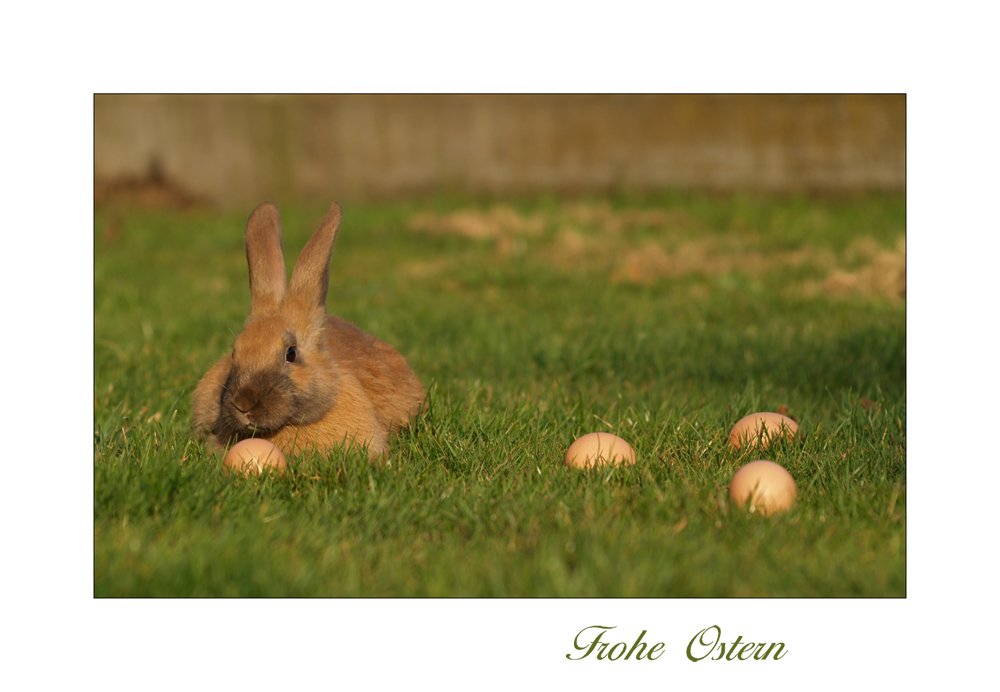 Frohe Ostern...