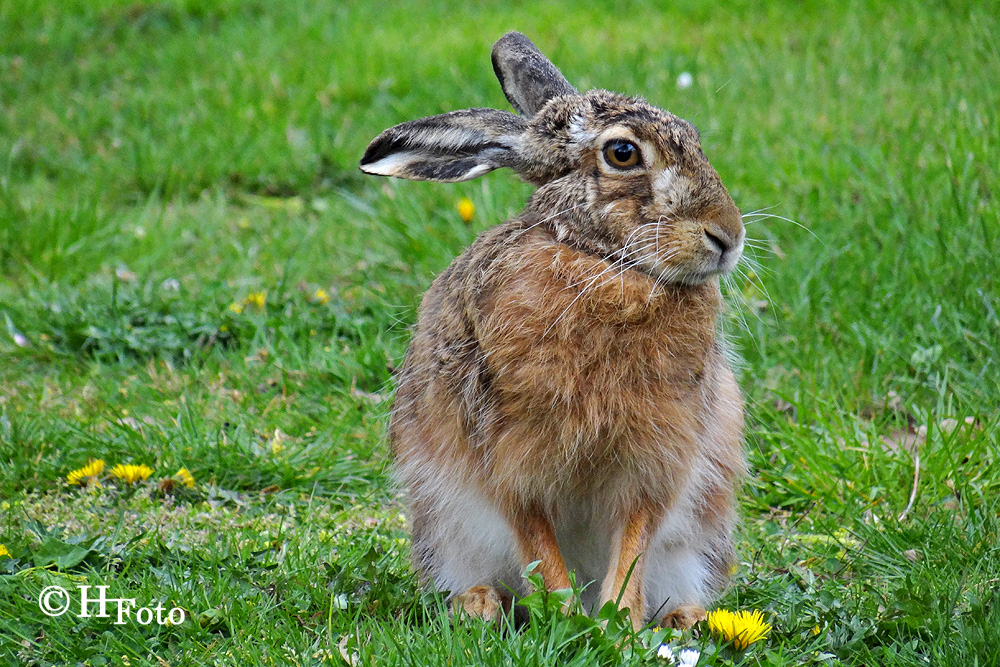 Frohe Ostern