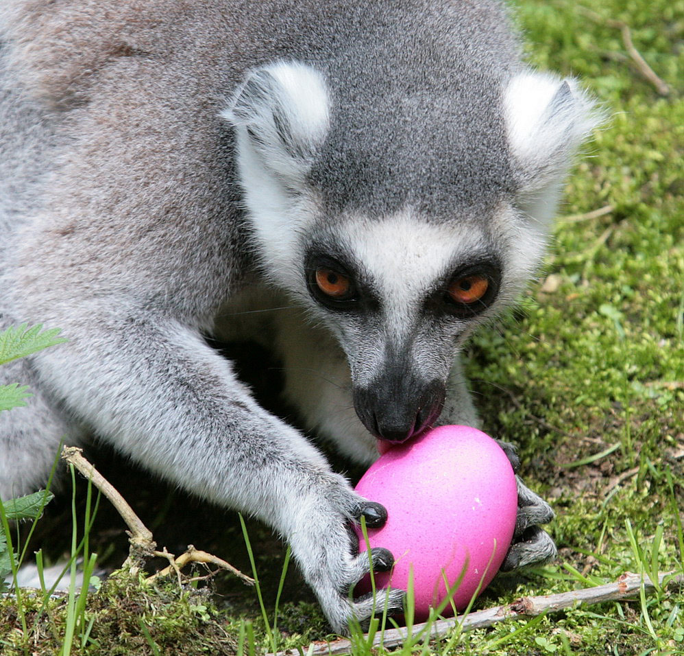 frohe ostern fc