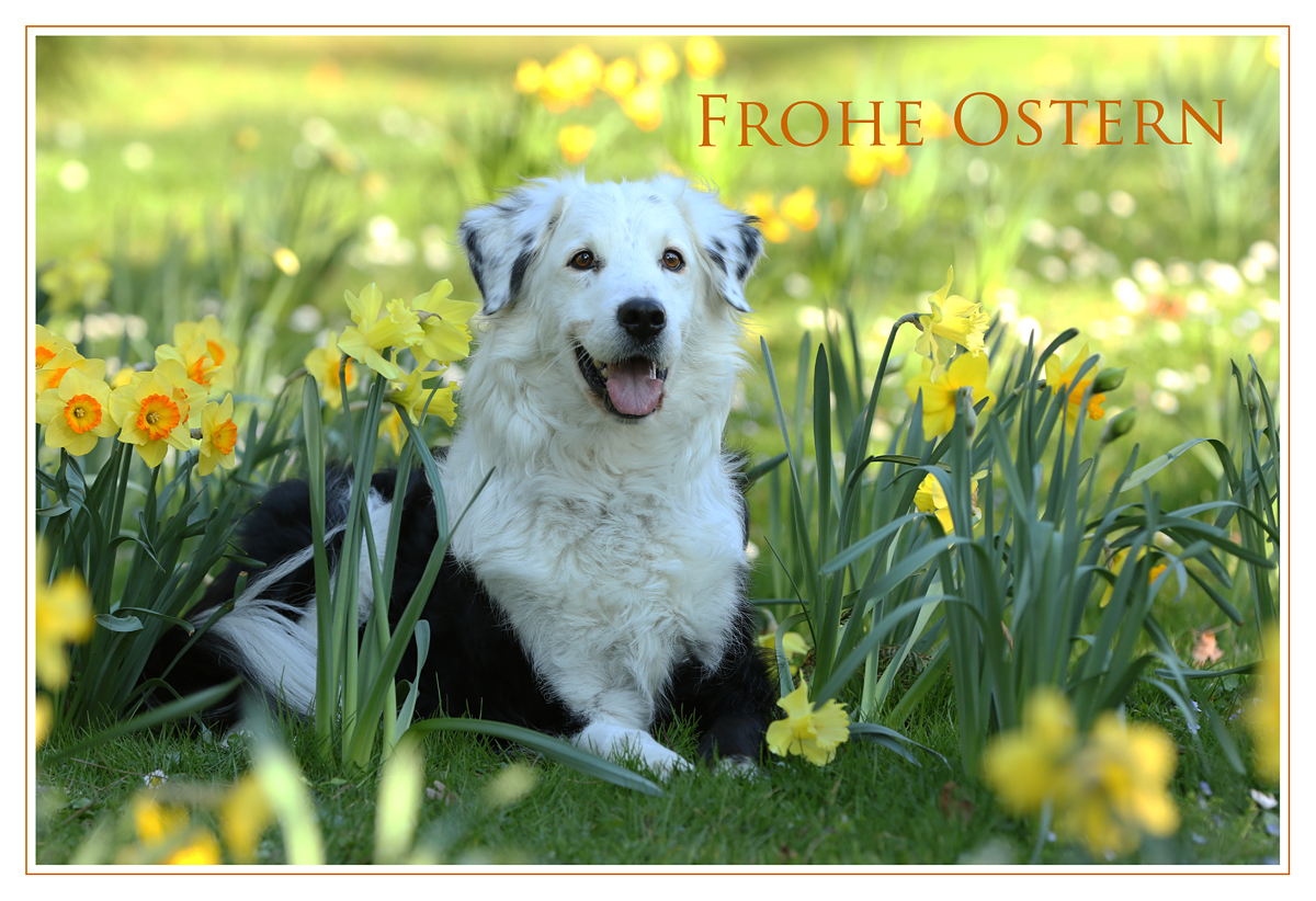 Frohe Ostern