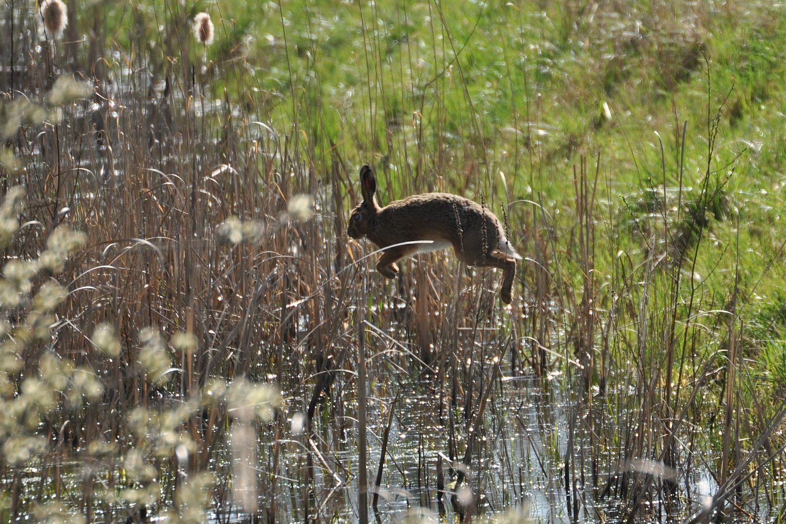 Frohe Ostern