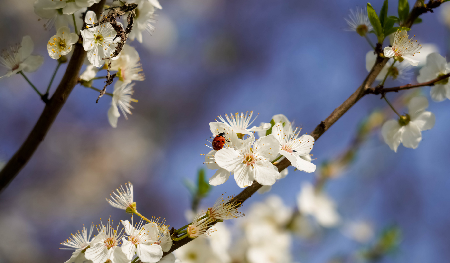 Frohe Ostern