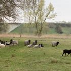 Frohe Ostern gewünscht