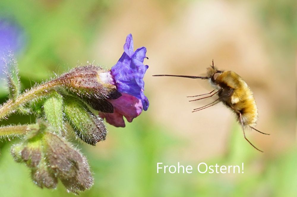 Frohe Ostern! Großer Wollschweber -  (Bombylius major)