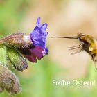 Frohe Ostern! Großer Wollschweber -  (Bombylius major)