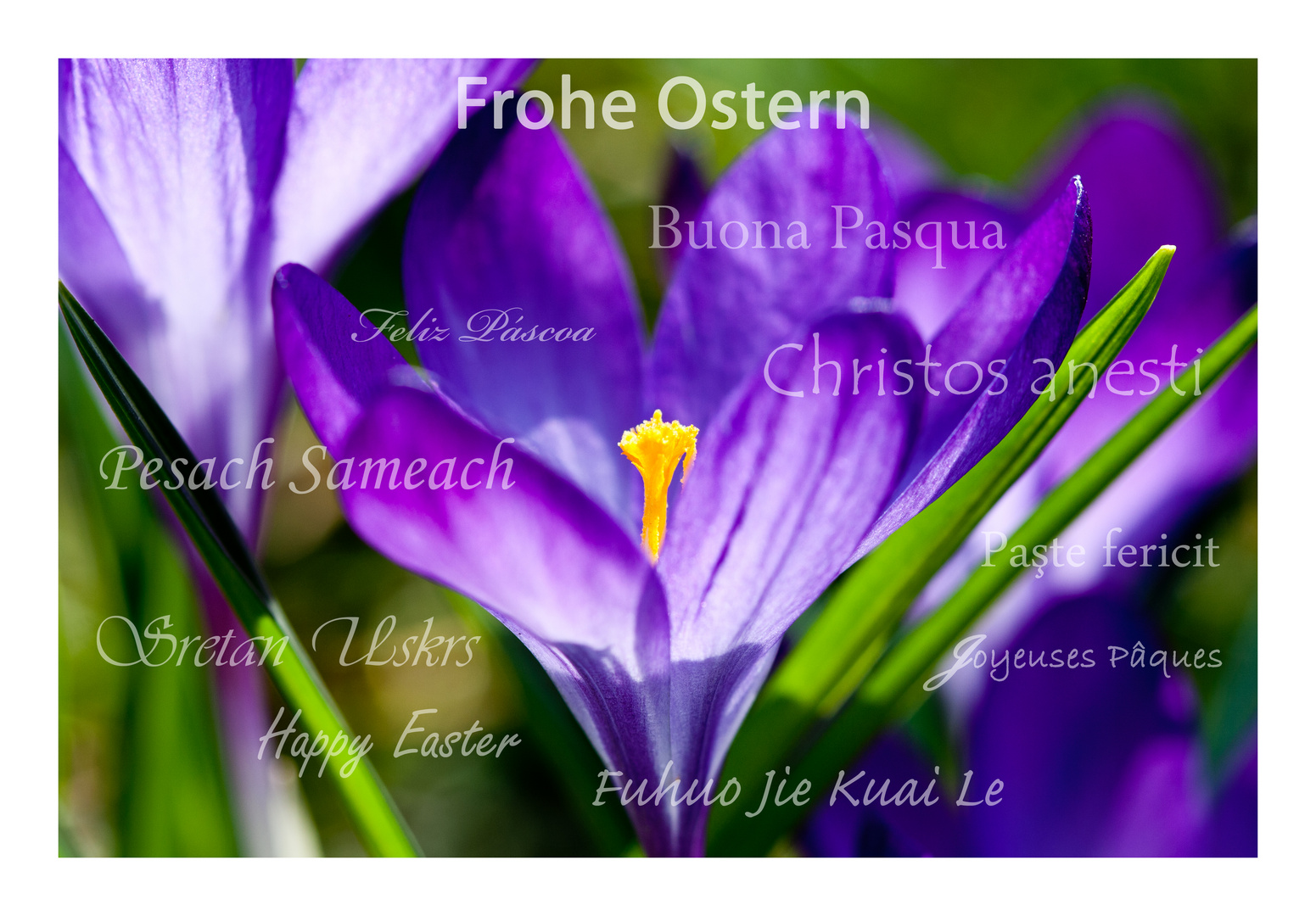 Frohe Ostern - Happy Easter - Buona Pasqua - Feliz Pascua - Joyeuses Pâques