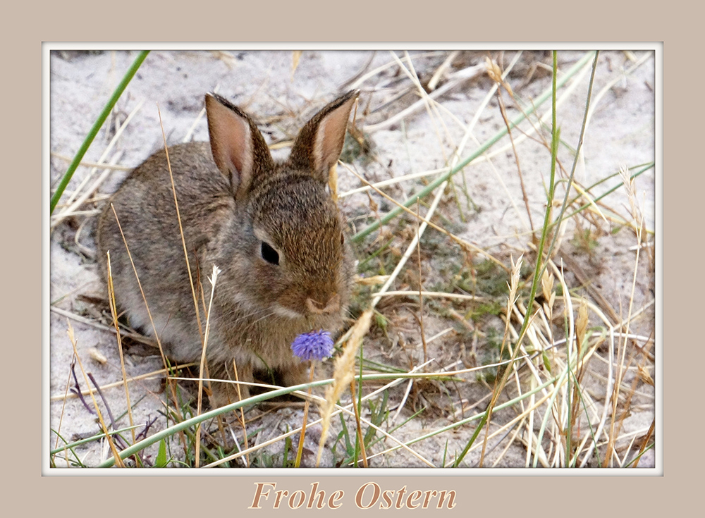 - Frohe Ostern - Happy Easter - Joyeuses Pâques - Buona Pasqua - Feliz Pascua - Vrolijk Pasen -