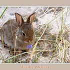 - Frohe Ostern - Happy Easter - Joyeuses Pâques - Buona Pasqua - Feliz Pascua - Vrolijk Pasen -