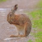 Frohe Ostern ihr Lieben,