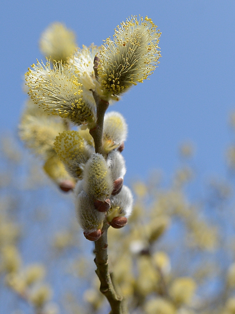 Frohe Ostern II