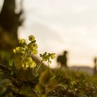 Frohe Ostern mit Schlüsselblümchen und Freda