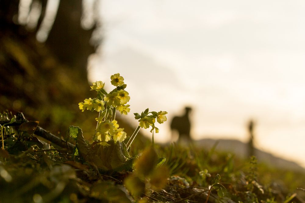 Frohe Ostern mit Schlüsselblümchen und Freda