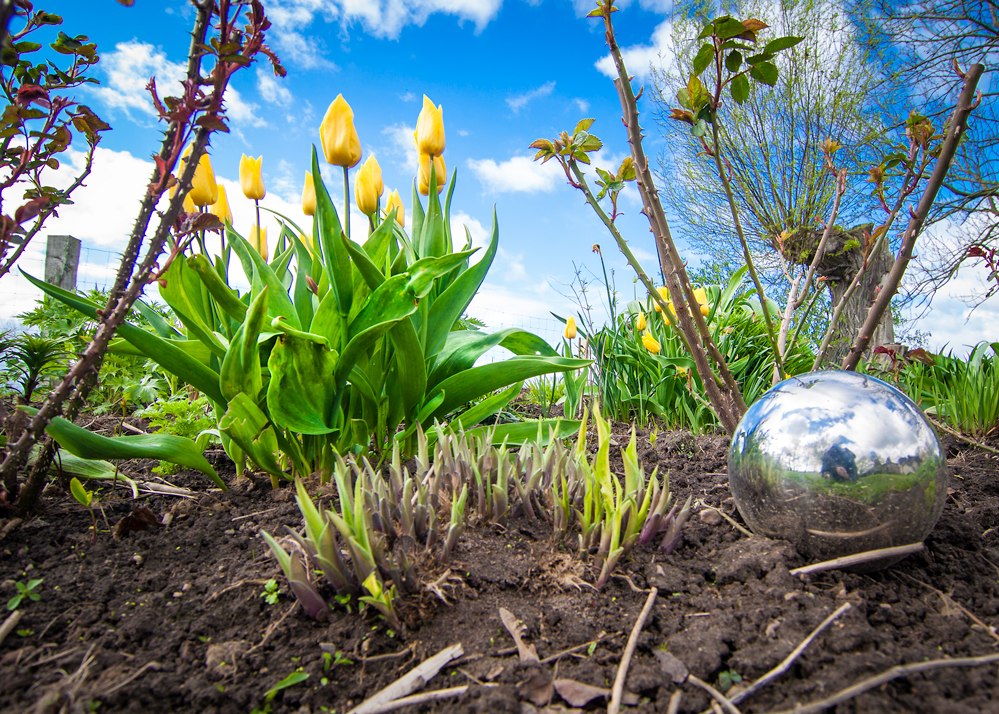 Frohe Ostern mit Tulpen