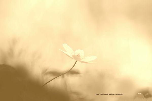 Frohe Ostern und positive Gedanken wünsche ich Euch!