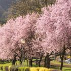 Frohe Ostern von der Bergstrasse