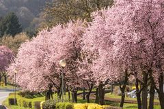 Frohe Ostern von der Bergstrasse