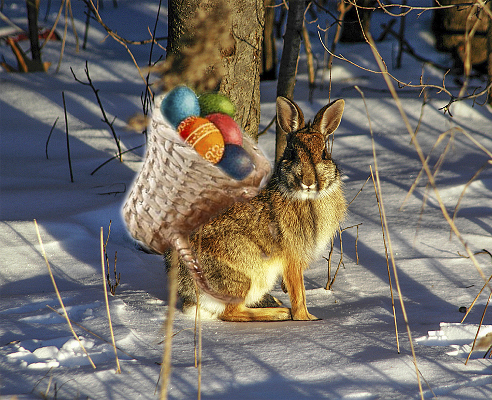 Frohe Ostern von Eurem Osterhasi!