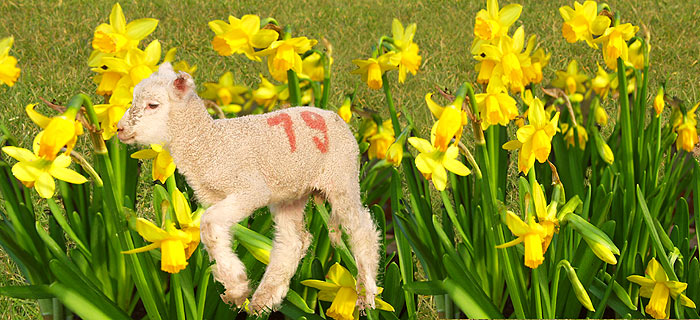 Frohe Ostern wünsche ich allen FC-ler'n!!!!!!!