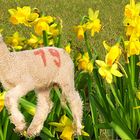 Frohe Ostern wünsche ich allen FC-ler'n!!!!!!!