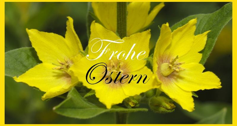 Frohe Ostern wünsche ich Euch