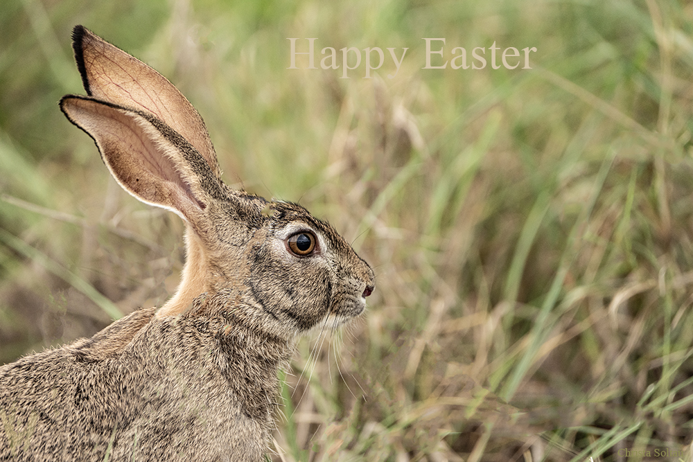 Frohe Ostern wuensche ich mit dem Scrub Hare aus Suedafrika