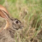 Frohe Ostern wuensche ich mit dem Scrub Hare aus Suedafrika