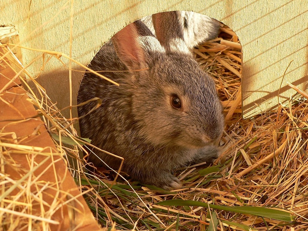 Frohe Ostern wünsche meinen fc freunden.