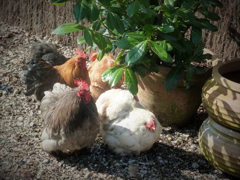 Frohe Ostern wünschen diese hübschen Hühner (leider nicht meine)