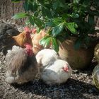 Frohe Ostern wünschen diese hübschen Hühner (leider nicht meine)
