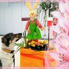 Frohe Ostern wünschen Toby und Sabine