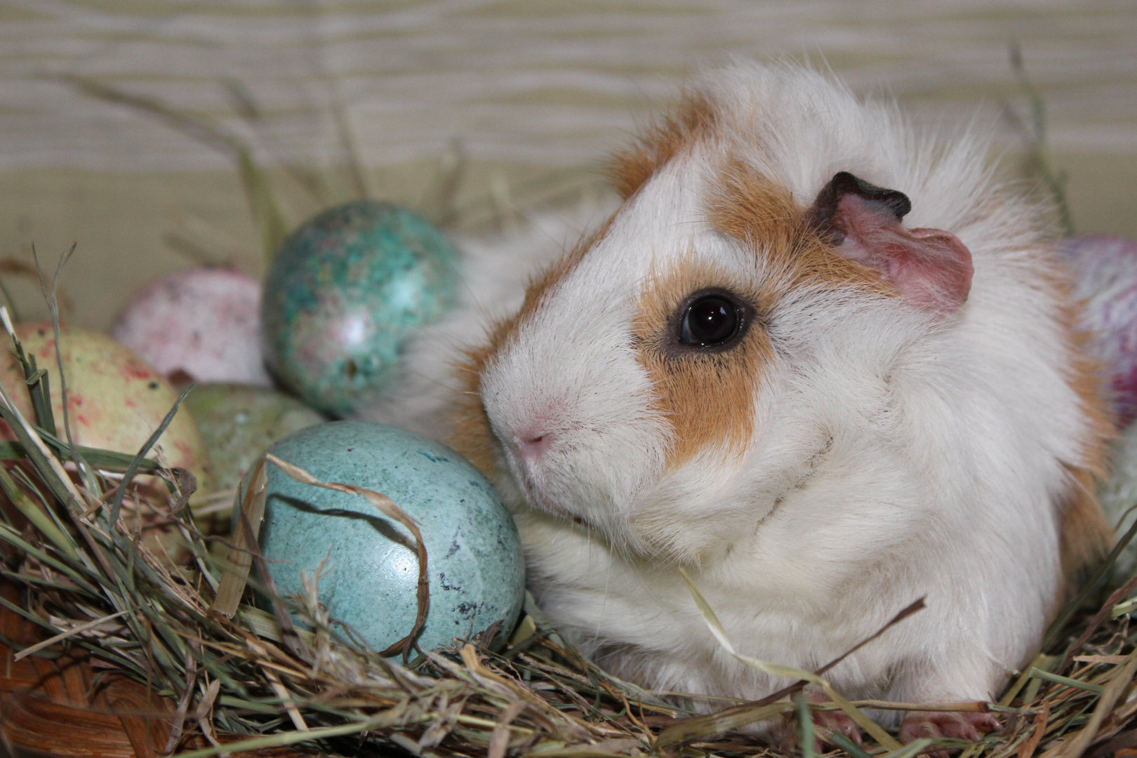 Frohe Ostern wünscht Crispy