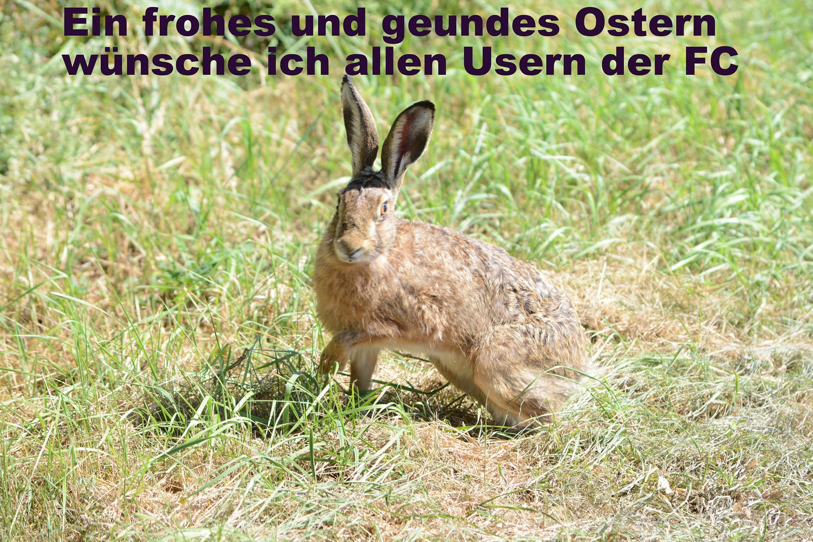  Frohe Ostern wünscht der Osterhase