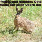  Frohe Ostern wünscht der Osterhase