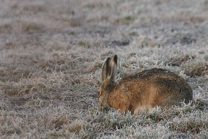 Frohe Ostern wünscht der Osterhase