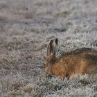 Frohe Ostern wünscht der Osterhase