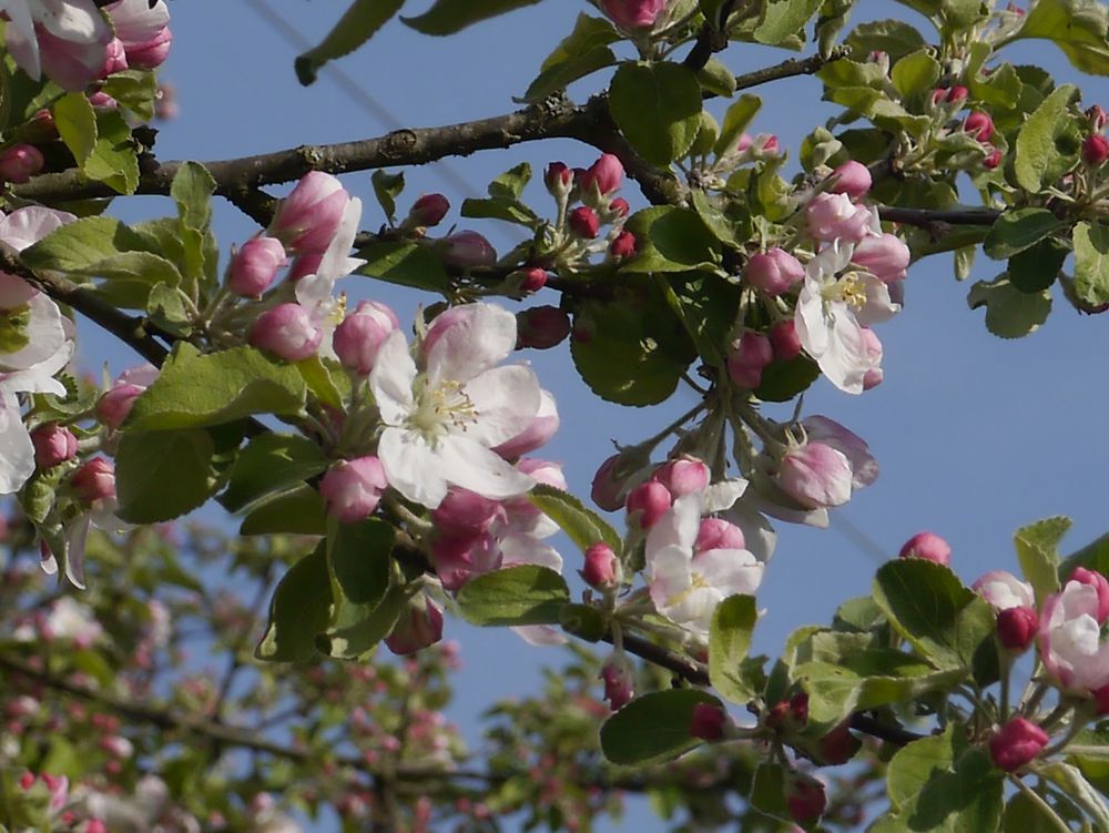 Frohe Ostern wünscht euch dieterfoto